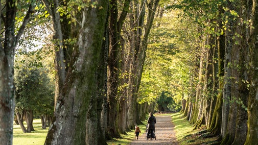 Family walking through lime avenue at Saltram in Devon